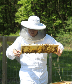 lesperance farm hive inspection